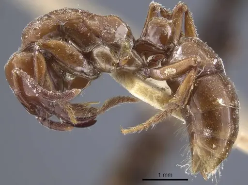 Centromyrmex hamulatus specimen CASENT0916831 image casent0916831_3