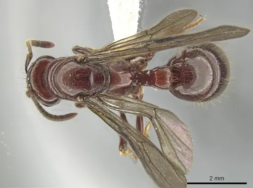 Centromyrmex hamulatus specimen ZRC image zrc_ent00047844_1