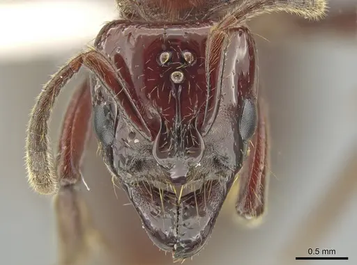 Centromyrmex hamulatus specimen ZRC image zrc_ent00047844_2