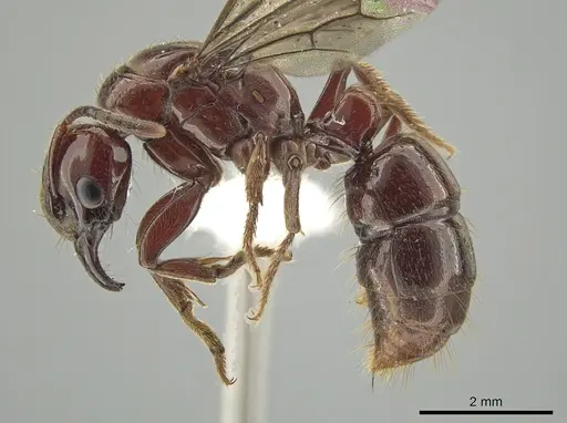Centromyrmex hamulatus specimen ZRC image zrc_ent00047844_3
