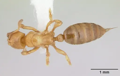 Centromyrmex longiventris specimen CASENT0178742 image casent0178742_1