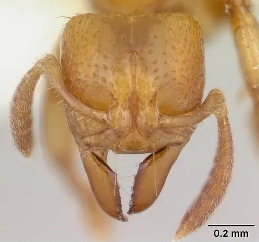 Centromyrmex longiventris specimen CASENT0178742 image casent0178742_2