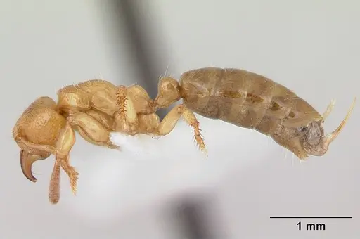 Centromyrmex longiventris specimen CASENT0178742 image casent0178742_3