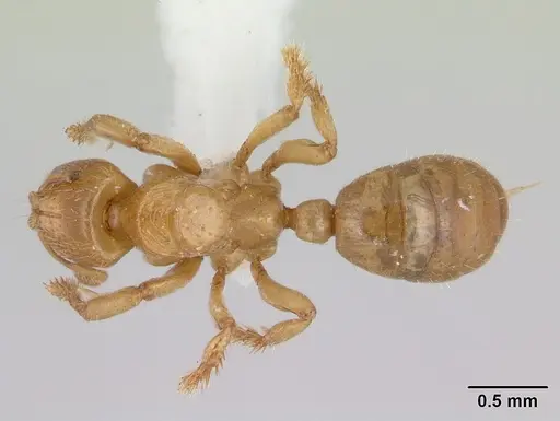 Centromyrmex longiventris specimen CASENT0178743 image casent0178743_1