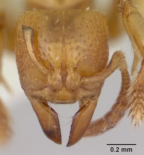 Centromyrmex longiventris specimen CASENT0178743 image casent0178743_2