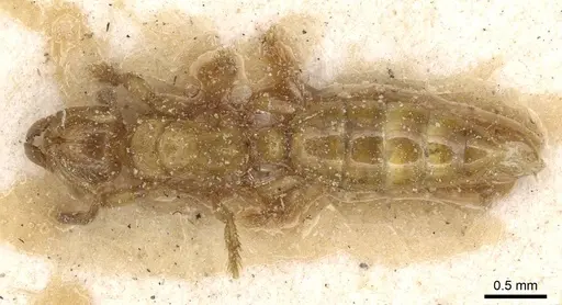 Centromyrmex longiventris specimen CASENT0915172 image casent0915172_1