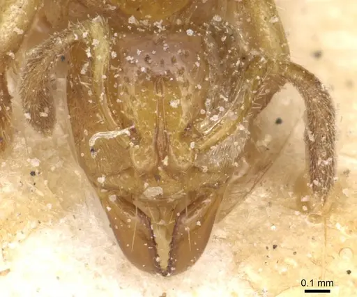 Centromyrmex longiventris specimen CASENT0915172 image casent0915172_2