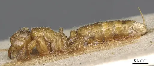 Centromyrmex longiventris specimen CASENT0915172 image casent0915172_3