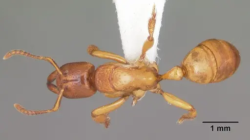 Centromyrmex praedator specimen CASENT0102928 image casent0102928_1