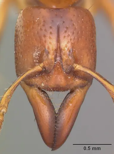Centromyrmex praedator specimen CASENT0102928 image casent0102928_2