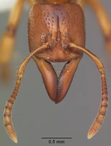 Centromyrmex praedator specimen CASENT0102928 image casent0102928_3