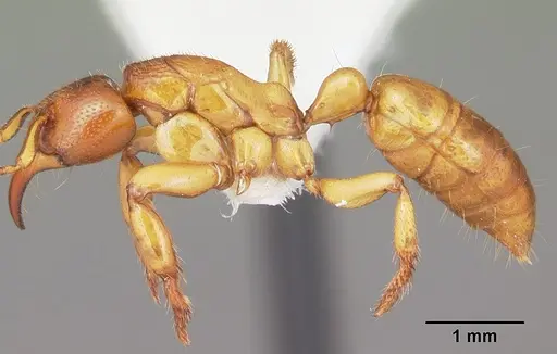 Centromyrmex praedator specimen CASENT0102928 image casent0102928_4
