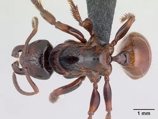 Centromyrmex raptor specimen CASENT0066716 image casent0066716_1