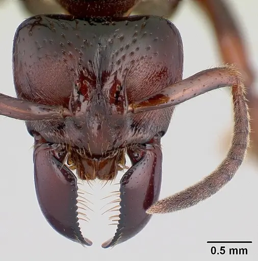Centromyrmex raptor specimen CASENT0066716 image casent0066716_2