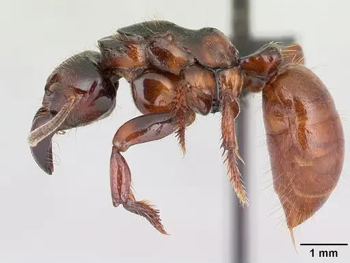 Centromyrmex raptor specimen CASENT0066716 image casent0066716_3