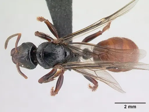 Centromyrmex raptor specimen CASENT0066882 image casent0066882_1