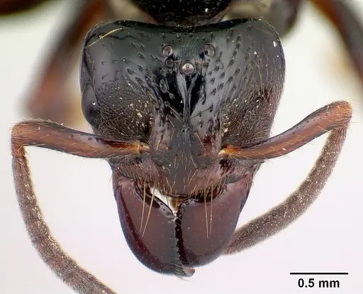Centromyrmex raptor specimen CASENT0066882 image casent0066882_2