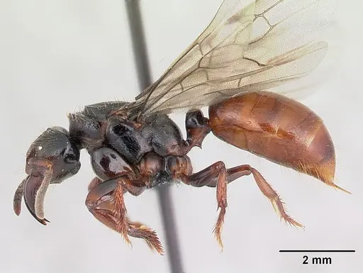 Centromyrmex raptor specimen CASENT0066882 image casent0066882_3