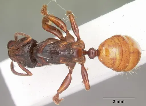 Centromyrmex raptor specimen CASENT0102927 image casent0102927_1