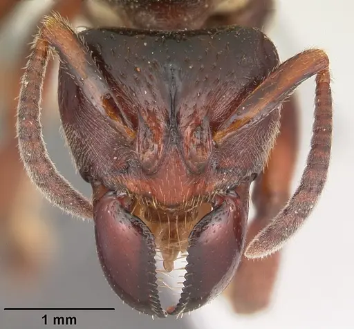 Centromyrmex raptor specimen CASENT0102927 image casent0102927_2