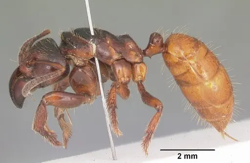 Centromyrmex raptor specimen CASENT0102927 image casent0102927_3