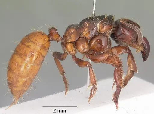 Centromyrmex raptor specimen CASENT0102927 image casent0102927_4