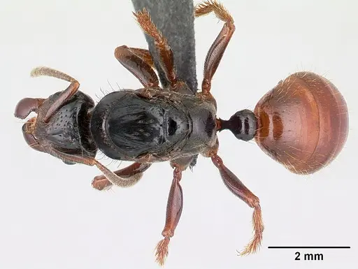 Centromyrmex raptor specimen CASENT0178746 image casent0178746_1