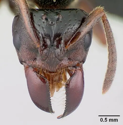 Centromyrmex raptor specimen CASENT0178746 image casent0178746_2