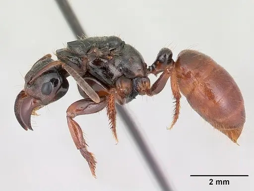 Centromyrmex raptor specimen CASENT0178746 image casent0178746_3