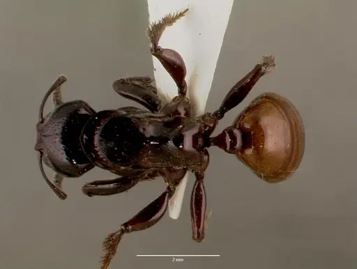 Centromyrmex raptor specimen SAM-HYM-C007416A image sam-hym-c007416a_1