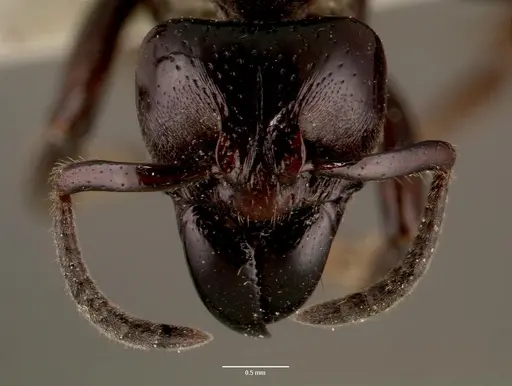 Centromyrmex raptor specimen SAM-HYM-C007416A image sam-hym-c007416a_2