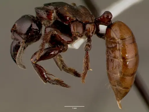 Centromyrmex raptor specimen SAM-HYM-C007416A image sam-hym-c007416a_3