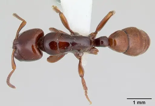 Centromyrmex secutor specimen CASENT0178748 image casent0178748_1