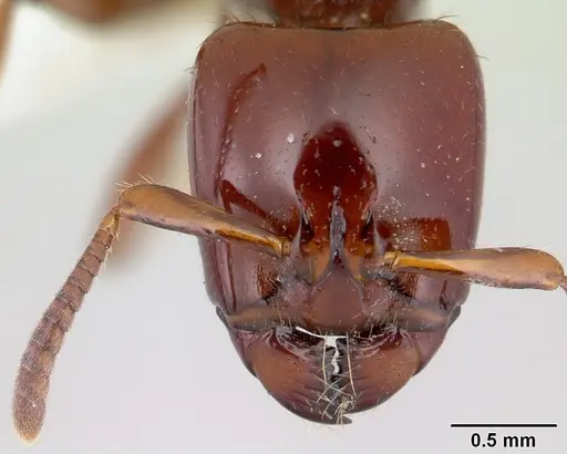 Centromyrmex secutor specimen CASENT0178748 image casent0178748_2