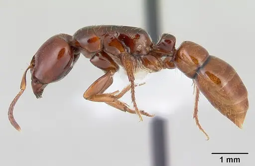 Centromyrmex secutor specimen CASENT0178748 image casent0178748_3