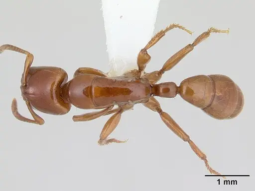 Centromyrmex secutor specimen CASENT0178749 image casent0178749_1