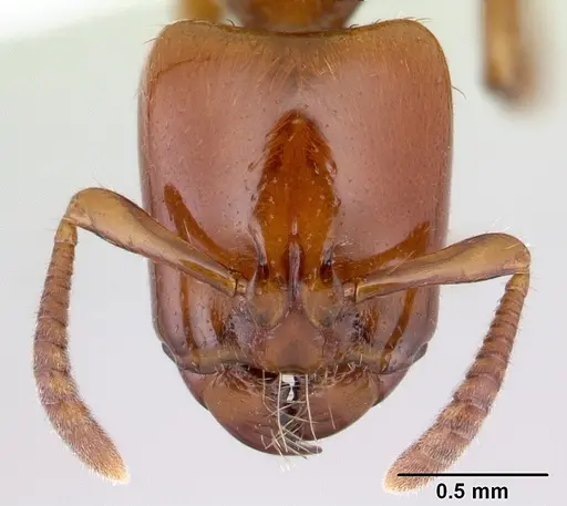 Centromyrmex secutor specimen CASENT0178749 image casent0178749_2