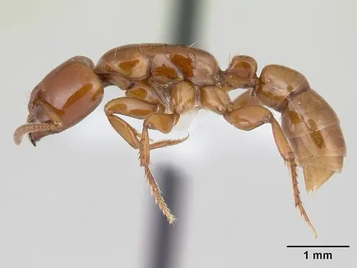 Centromyrmex secutor specimen CASENT0178749 image casent0178749_3