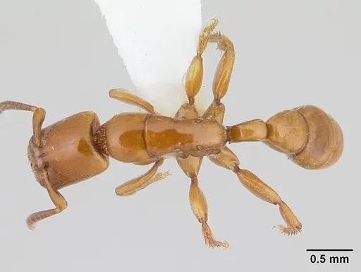 Centromyrmex secutor specimen CASENT0178750 image casent0178750_1