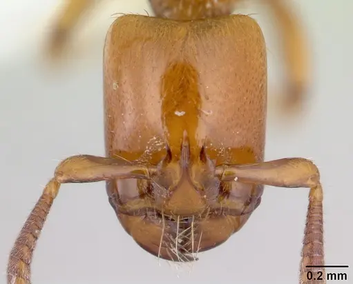 Centromyrmex secutor specimen CASENT0178750 image casent0178750_2