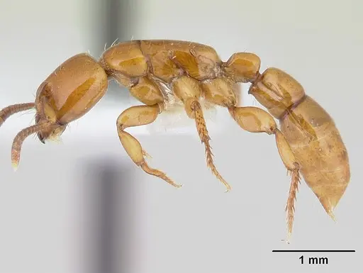 Centromyrmex secutor specimen CASENT0178750 image casent0178750_3