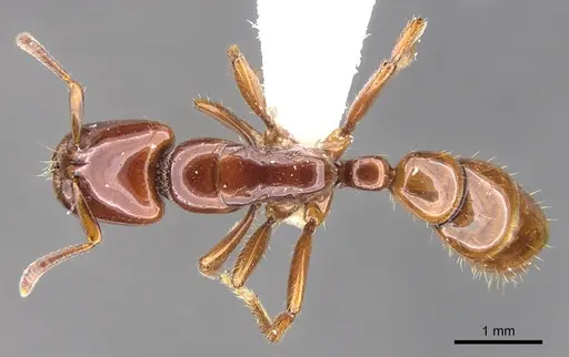 Centromyrmex secutor specimen CASENT0902462 image casent0902462_1