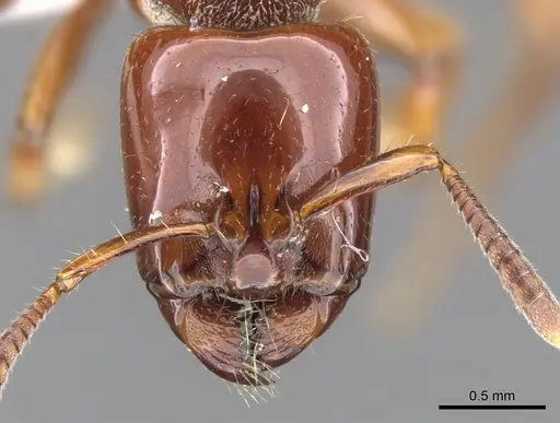Centromyrmex secutor specimen CASENT0902462 image casent0902462_2