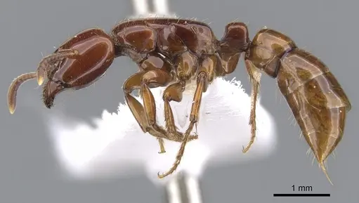 Centromyrmex secutor specimen CASENT0902462 image casent0902462_3