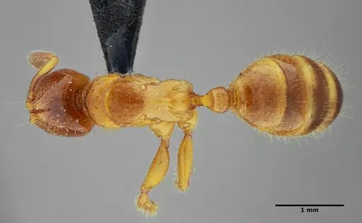 Centromyrmex sellaris specimen ANTWEB1032756 image antweb1032756_1