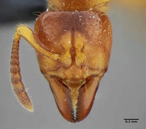 Centromyrmex sellaris specimen ANTWEB1032756 image antweb1032756_3