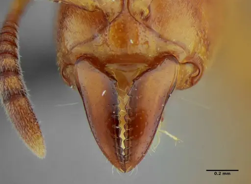 Centromyrmex sellaris specimen ANTWEB1032756 image antweb1032756_4