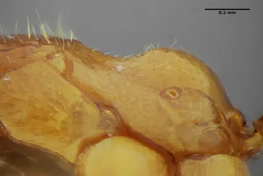 Centromyrmex sellaris specimen ANTWEB1032756 image antweb1032756_5