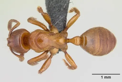 Centromyrmex sellaris specimen CASENT0066705 image casent0066705_1