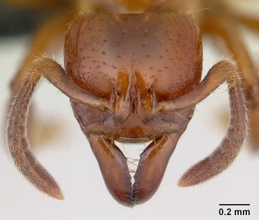 Centromyrmex sellaris specimen CASENT0066705 image casent0066705_2